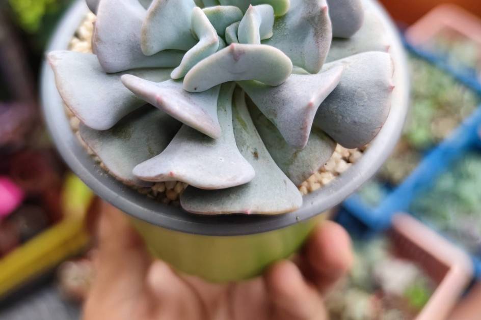 Cactuario Quiltren, Recuerdos