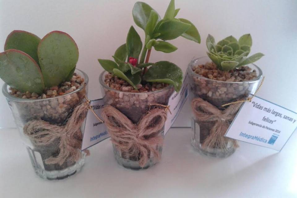 Cactus Suyai, Recuerdos