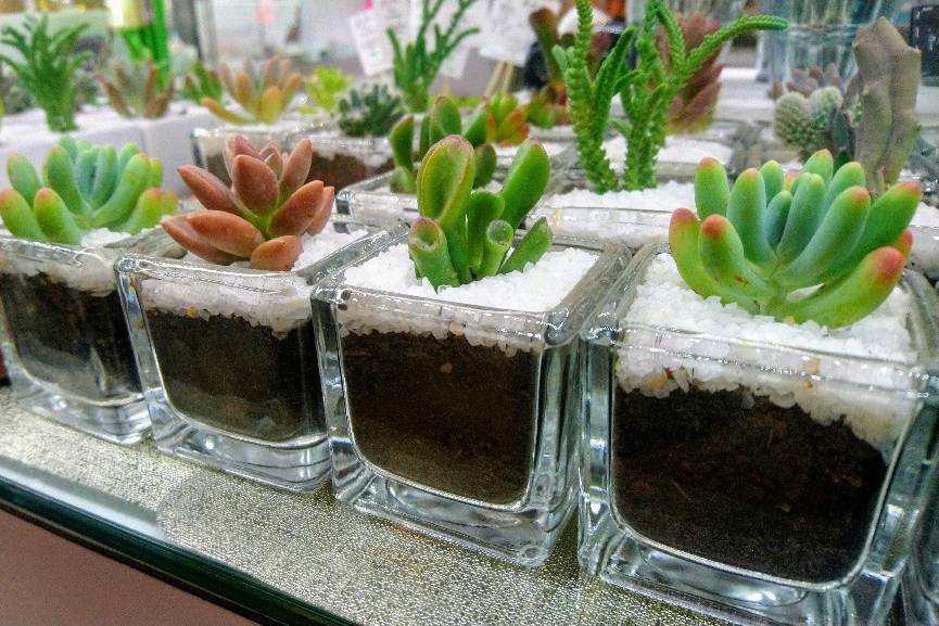 Cactus Tu Souvenir, Recuerdos