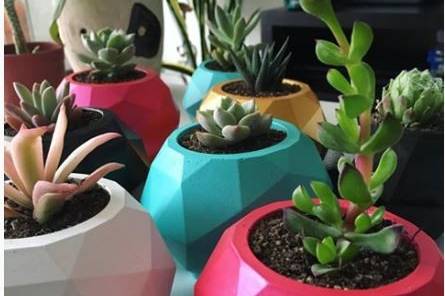 Cactutopía, Recuerdos