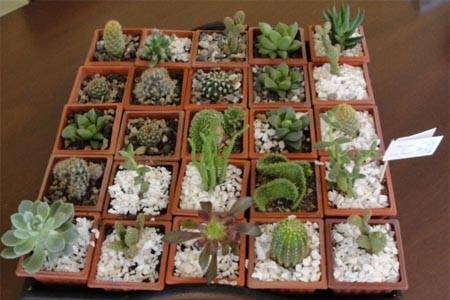 Deconatural, Recuerdos