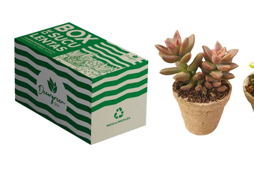 DecorGreen, Recuerdos
