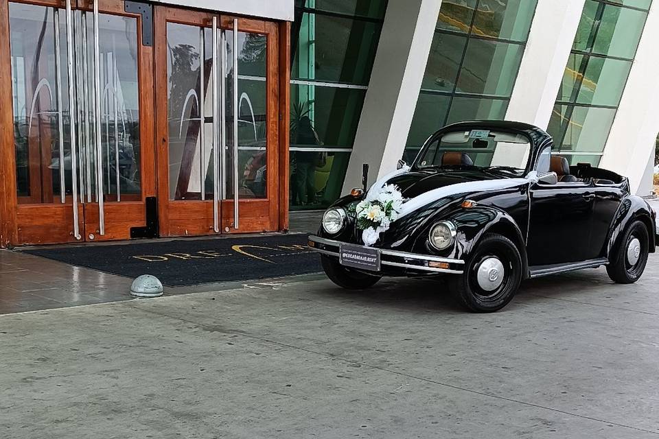 Escarabajo Temuco