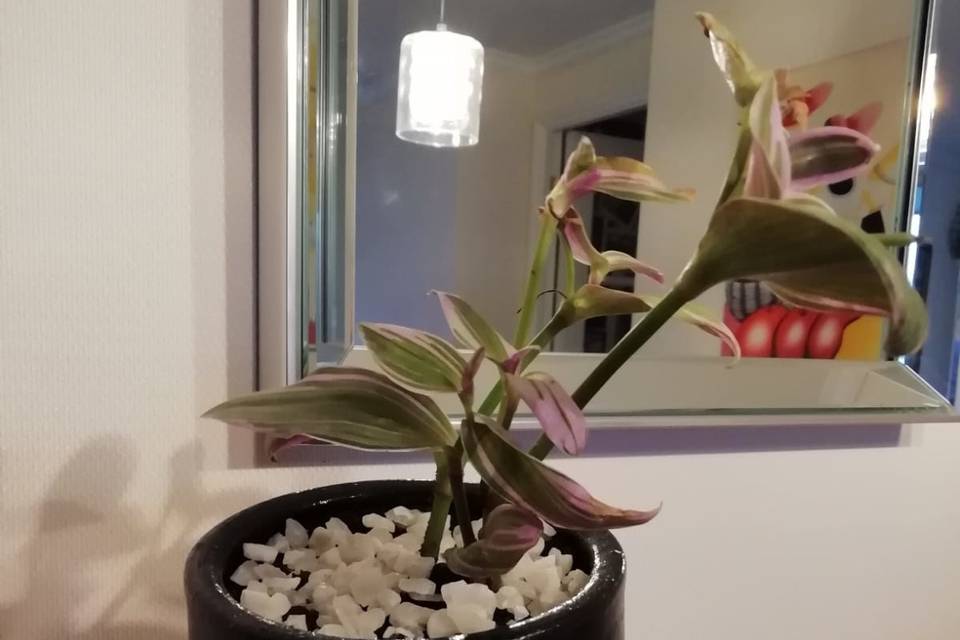 Giramisol Flores, Recuerdos