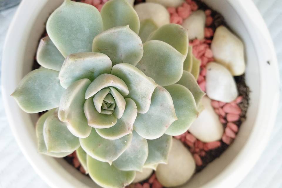 Happy Succulent