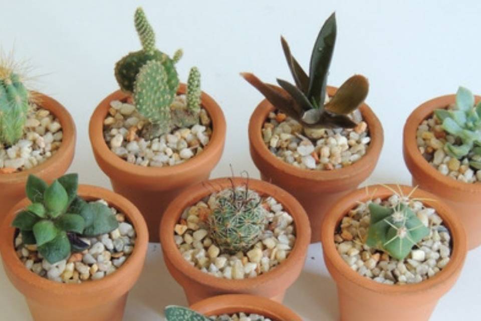 Índigo Plantas, Recuerdos