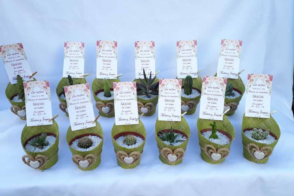 Kadú Cactus y Suculentas