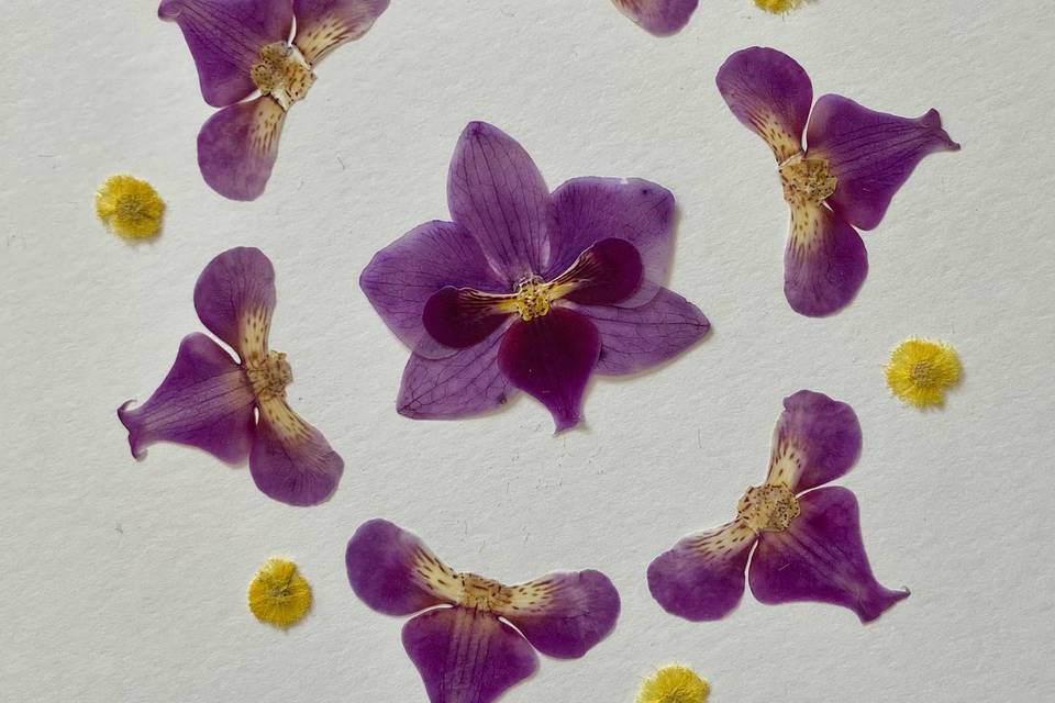La Espiral de Flores, Recuerdos