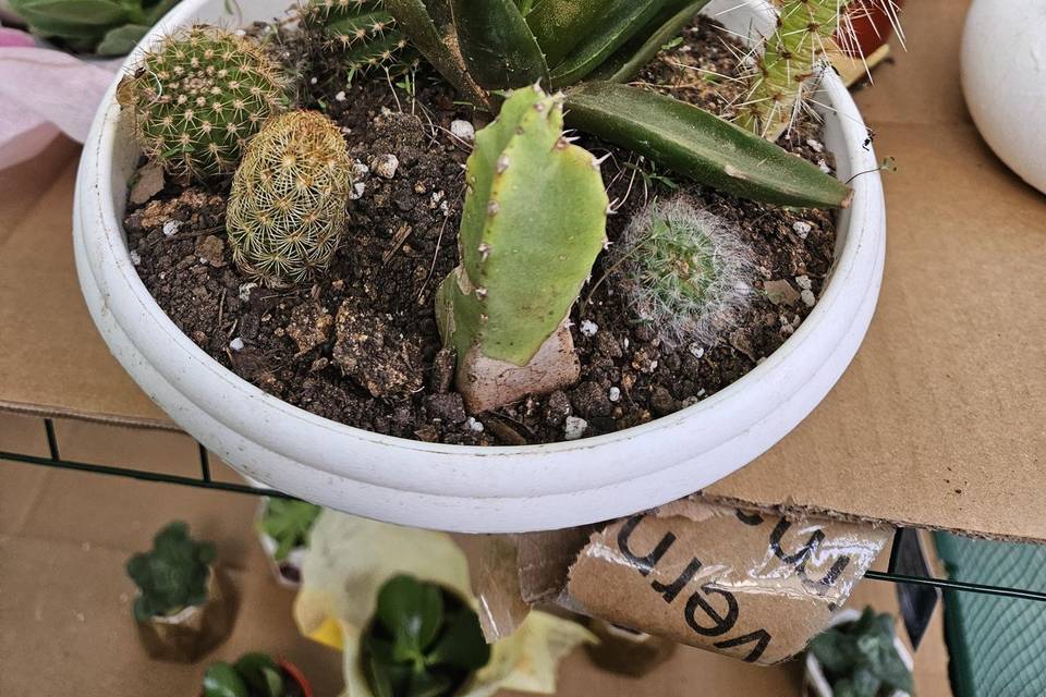 Mi Catacactus, Recuerdos