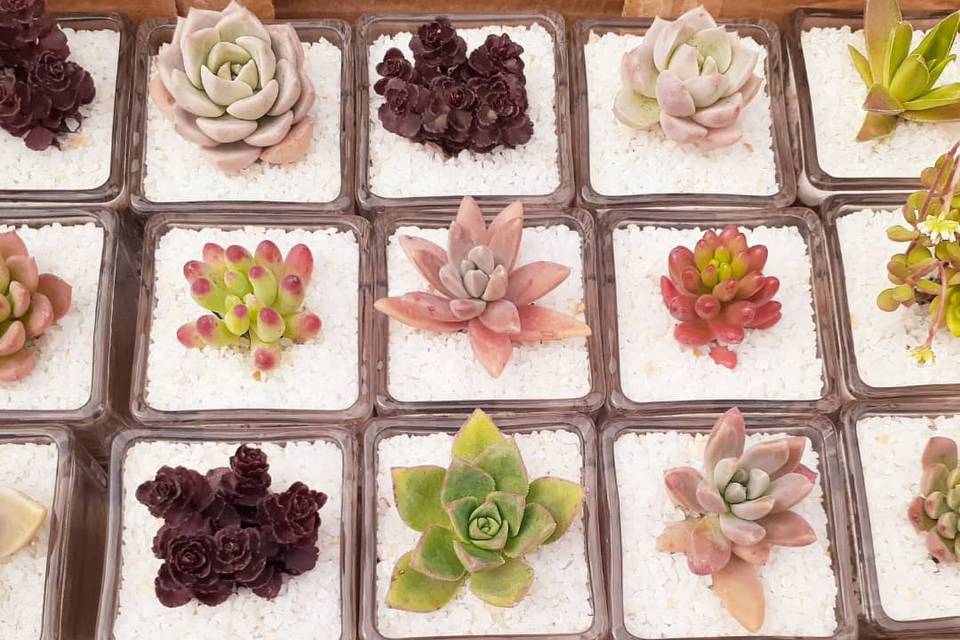 Mini Jardinera, Recuerdos