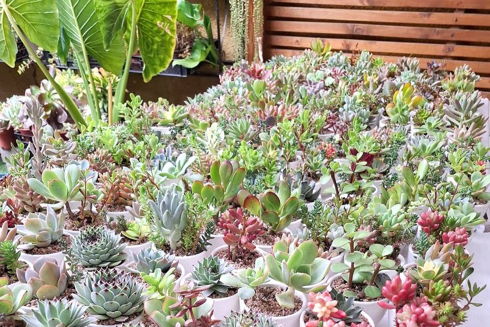 Mini - Jardines, Recuerdos