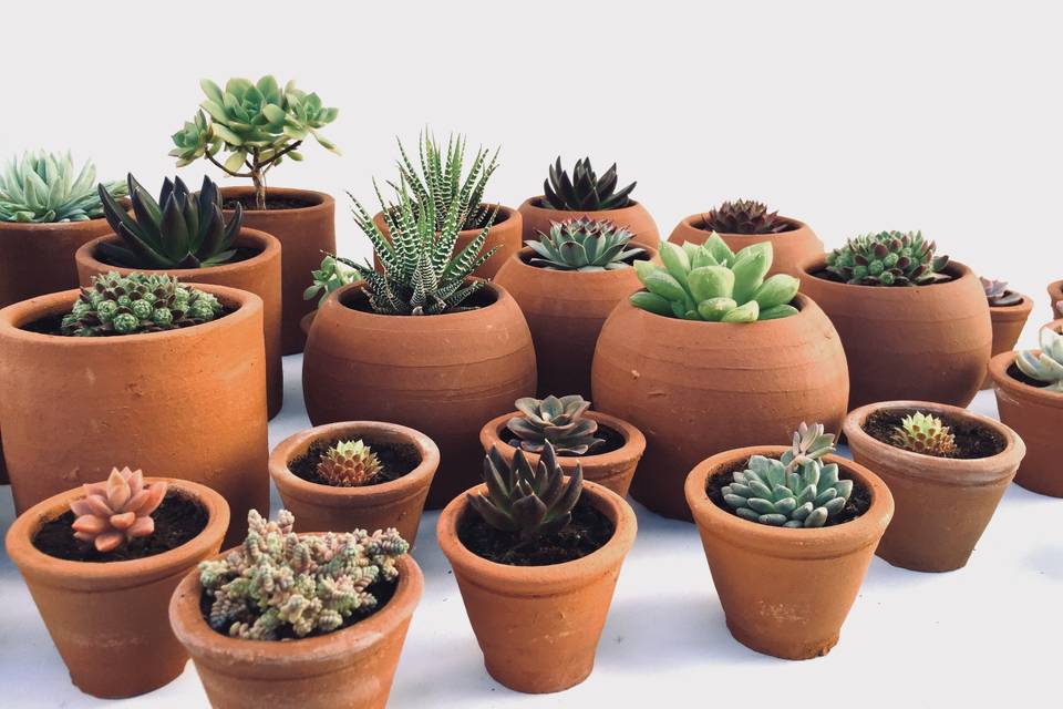 Mundo Natura, Recuerdos