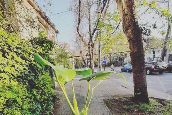 Plantas Tierra y Hojas, Recuerdos