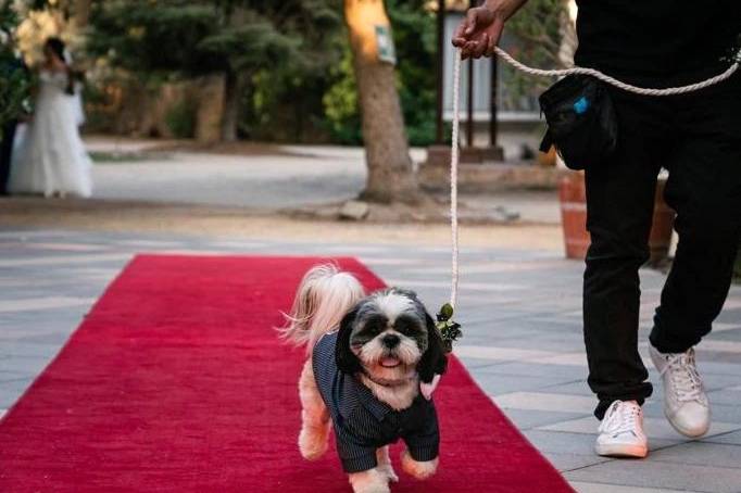 Seba Petsitter