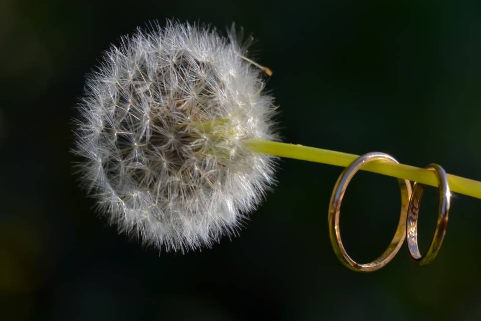 Siar Ponce Fotografía, Fotógrafos