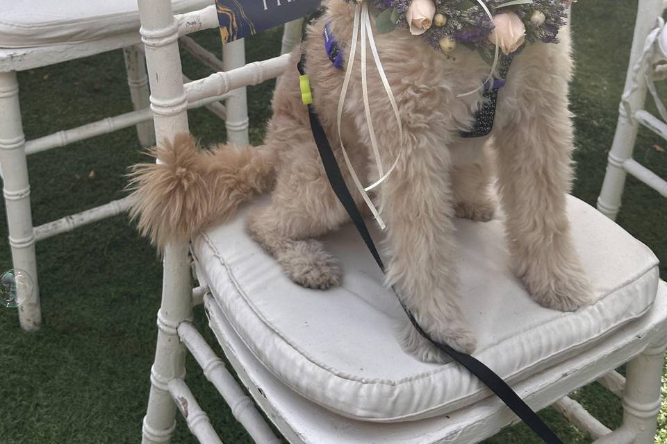 Sivi Petsitter, Animación