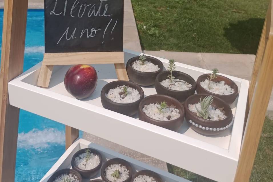 Suculentas Mane, Recuerdos