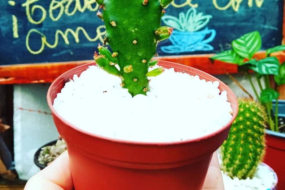 Sucus del Bosque, Recuerdos