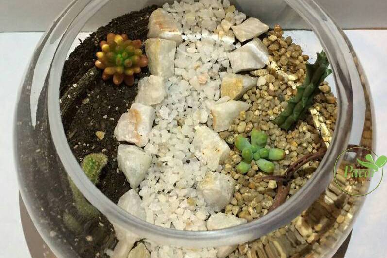 Terrarios Pacor, Recuerdos