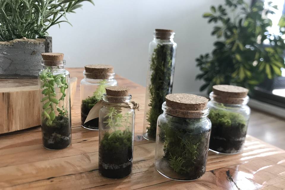 Terrarios VivoVerde, Recuerdos