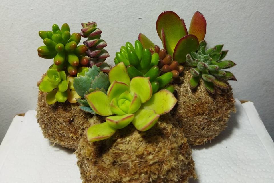 Tu Kokedama Chile, Recuerdos